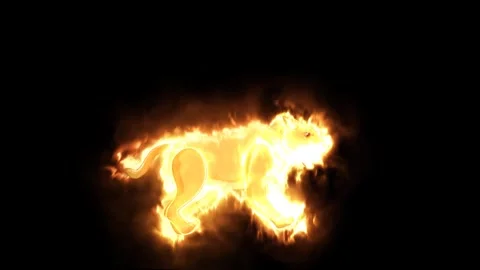 Lion walking with burning fire effect background Stock Footage 303728118