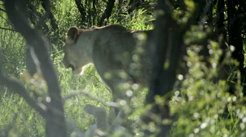Lion walking in bush Stock Footage 46458427