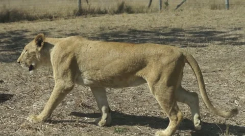 Lion Walking Close 스톡 동영상 3635590