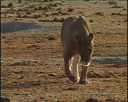 Lion walking 库存影片 728280