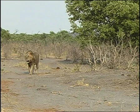Lion walking 库存影片 728307