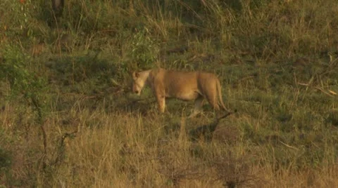 Lion walking Stock Footage 12645249
