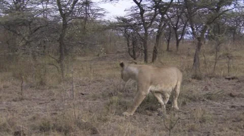 Lion walking Stock Footage 12648411