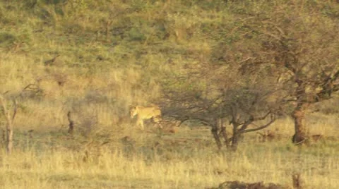 Lion walking Stock Footage 12649030