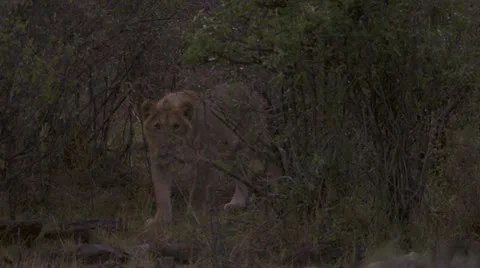 Lion walking Stock Footage 12649367