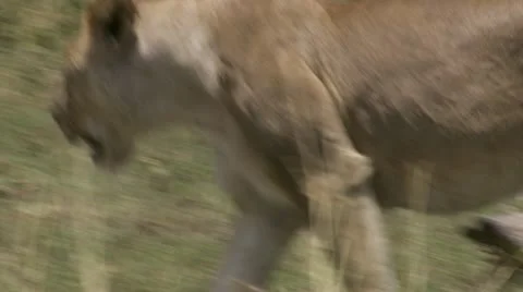 Lion walking Stock Footage 12652382