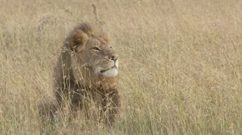 Lion walking Stock Footage 12654856