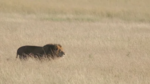Lion Walking Video stock 61605803