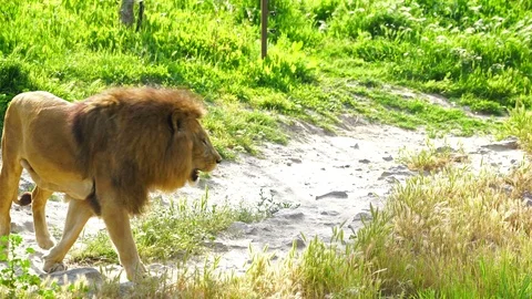 Lion walking Stock Footage 89144917