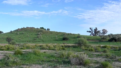 Lion Walking Vídeos de archivo 132739383