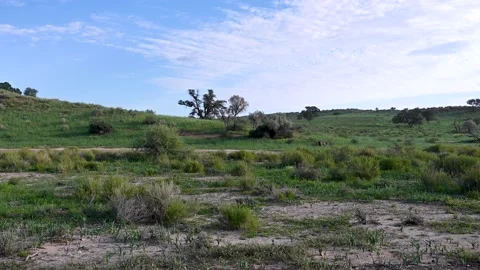 Lion Walking Vídeos de archivo 132744880