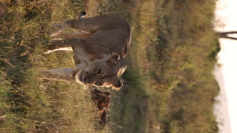 Lion Walking Vídeos de archivo 234678622