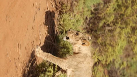 Lion Walking Vídeos de archivo 234678937