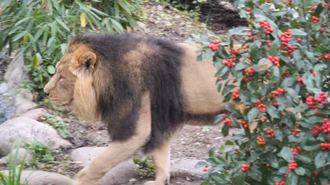 A lion walking Stock Footage 257035326