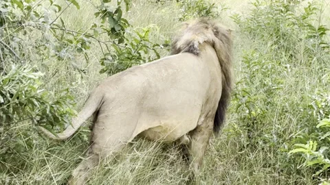 Lion walking Stock Footage 334746857