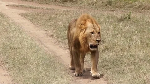 Lion walking on the footpath, Kenya Stock Footage 46961794