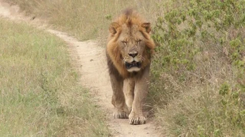 Lion walking on the footpath, Kenya 库存影片 46961989