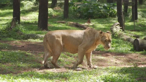 Lion walking in the forest Stock Footage 235917679