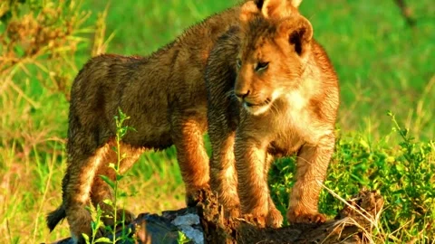  Lion Walking in Grass Stock Footage 323142434