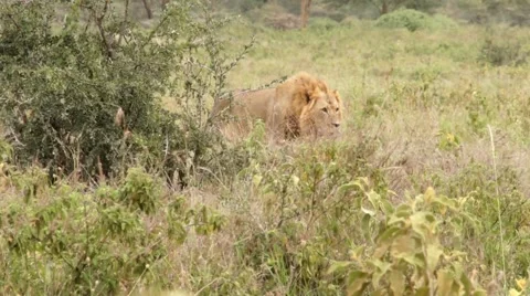 Lion walking in the grass, Kenya Stock Footage 46961871