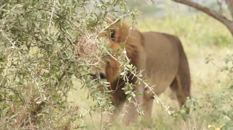 Lion walking in the grass, Kenya Stock Footage 46961926