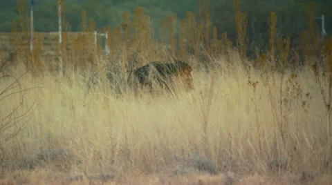 Lion walking in grassland Stock Footage 54590604