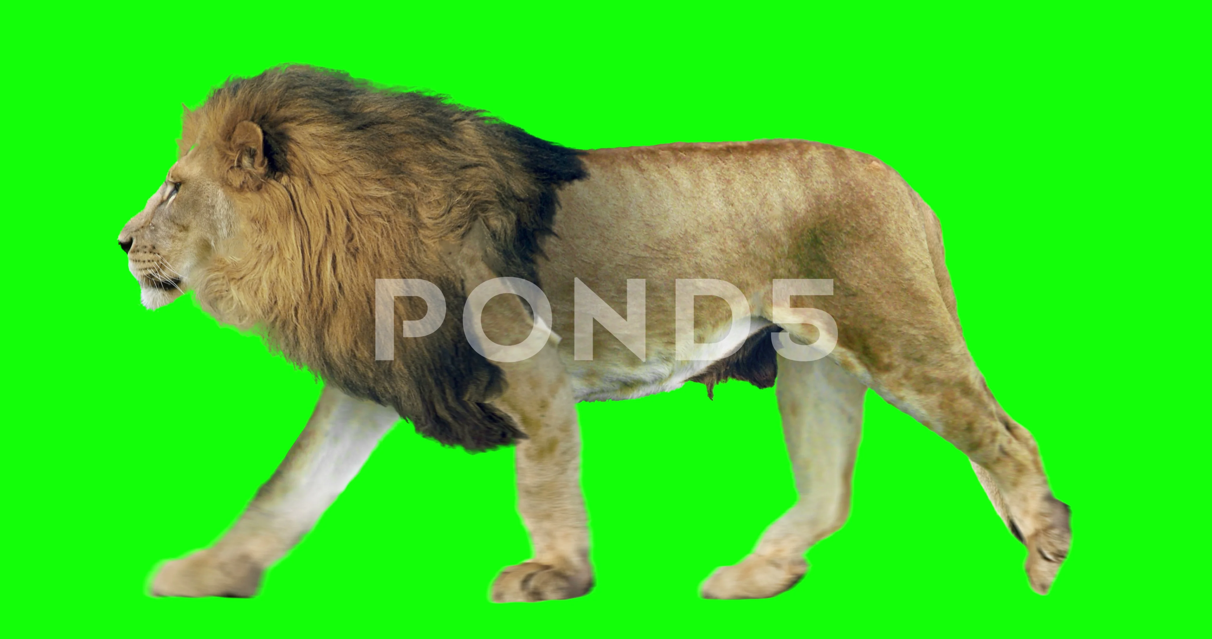 Sư tử đang đi bộ trên màn xanh - The majestic lion takes a stroll on the green screen, offering a glimpse of its strength and grace. Watch as it moves with elegance and power, its every step a testament to its regal nature. Don\'t miss out on this breathtaking view of the king of the jungle in all its majesty.