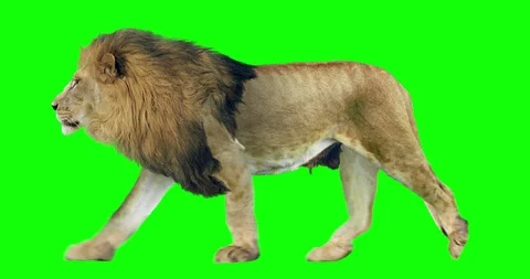 Male Lion  Best Green Screen ( Download Link ) on Make a GIF