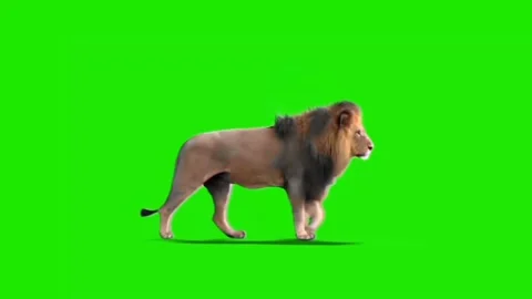 Lion Walking on Green Screen Video stock 228781593
