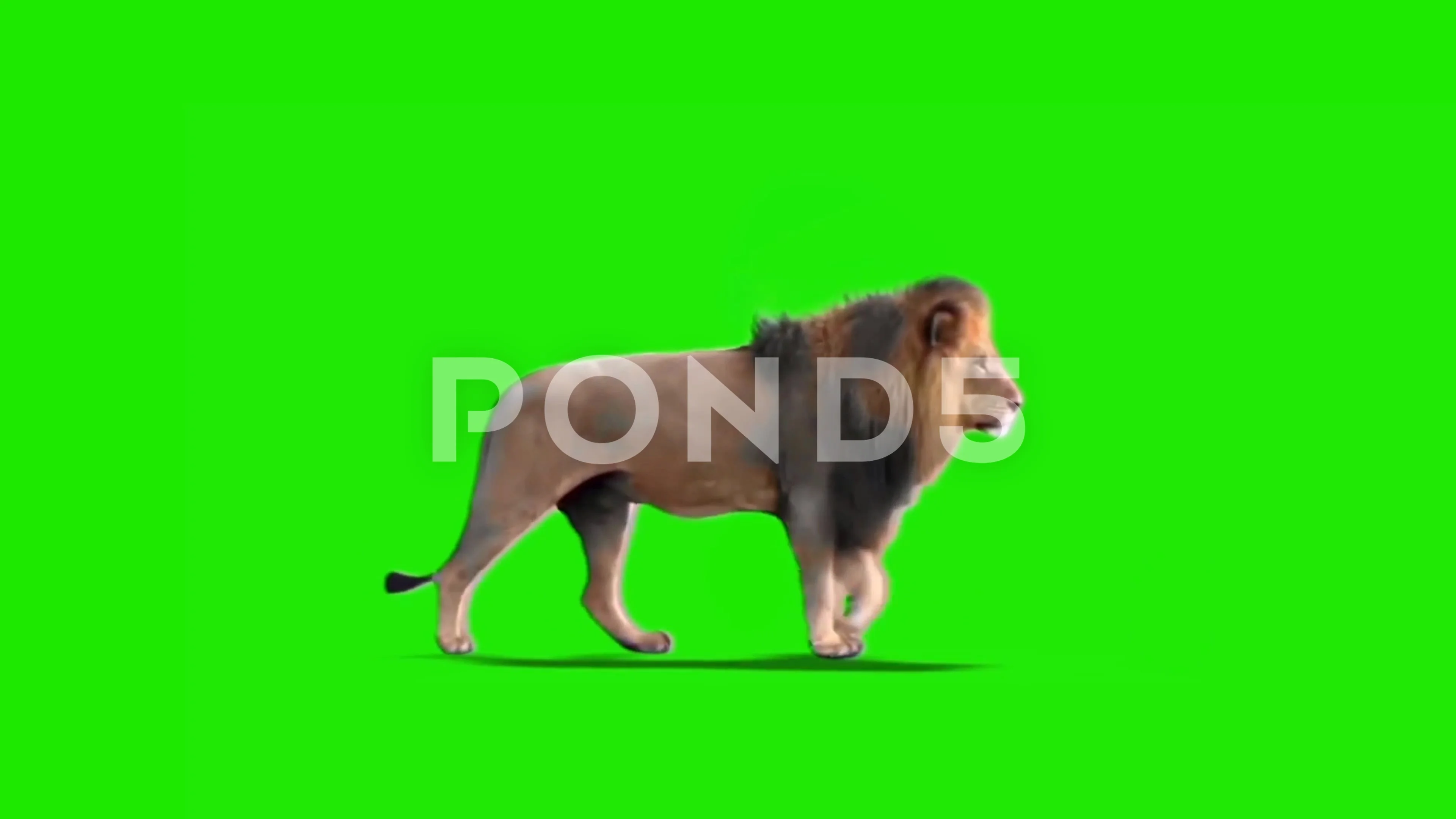 Sư tử - Màn hình xanh lá cây: Ngao du trên đồng cỏ xanh tươi cùng với hình ảnh sư tử trên màn hình xanh lá cây sẽ mang đến cho bạn một không gian hoang dã bao la và kích thích sự tò mò của bạn.