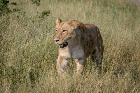 Lion walking in the high grass. Stock Photos