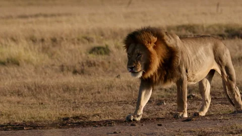 A Lion Walking in Kenya Stock Footage 269109488