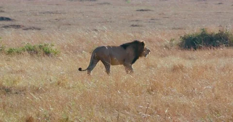 LION WALKING LONG GRASS MAASAI MARA KENYA AFRICA Stock Footage