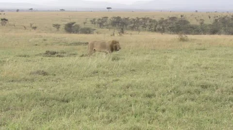 Lion walking, mountain Stock Footage 12658761