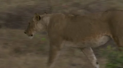Lion walking, peeing Stock Footage 12648227
