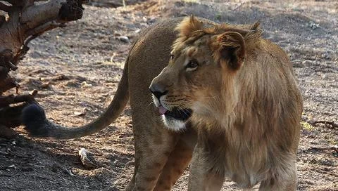 Lion is walking Stock Photos
