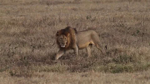 Lion walking in the Savannah Stock-Footage 160542202