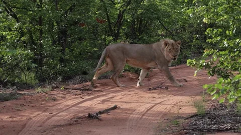 Lion walking in slow motion Stock-Footage 236572456