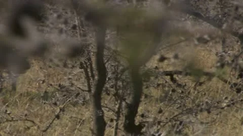 Lion walking through bush Stock Footage 12650758