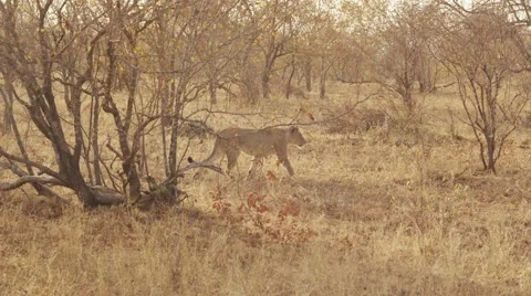 Lion walking through bush Stock-Footage 55660236