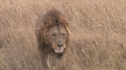 Lion walking through grass Stock Footage 1807841