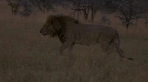 Lion walking through grass Video stock 12654777
