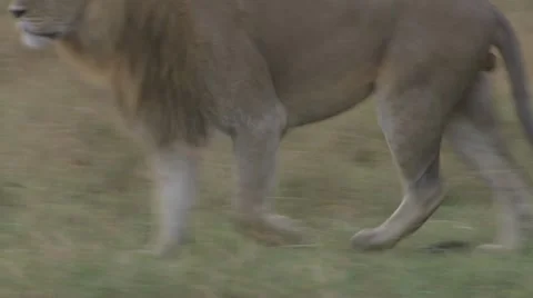 Lion walking through grass Video stock 12656420