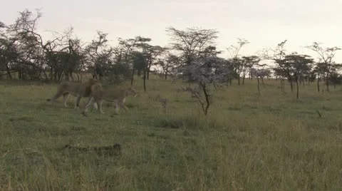 Lion walking through the grass Video stock 12656430