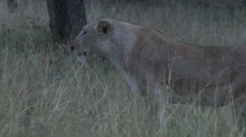 Lion walking through the grass Video stock 12657060