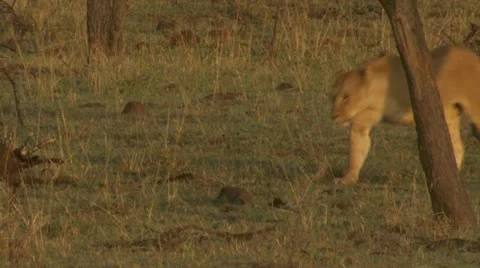 Lion walking through high grass Stock Footage 12645231