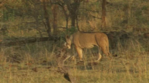 Lion walking through high grass Stock Footage 12645605