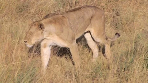 Lion walking through tall grass in Tanzania Stock Footage 58354425