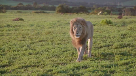 Lion walking toward camera Stock Footage 142238189