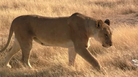 Lion walking towards camera Stock-Footage 11978301